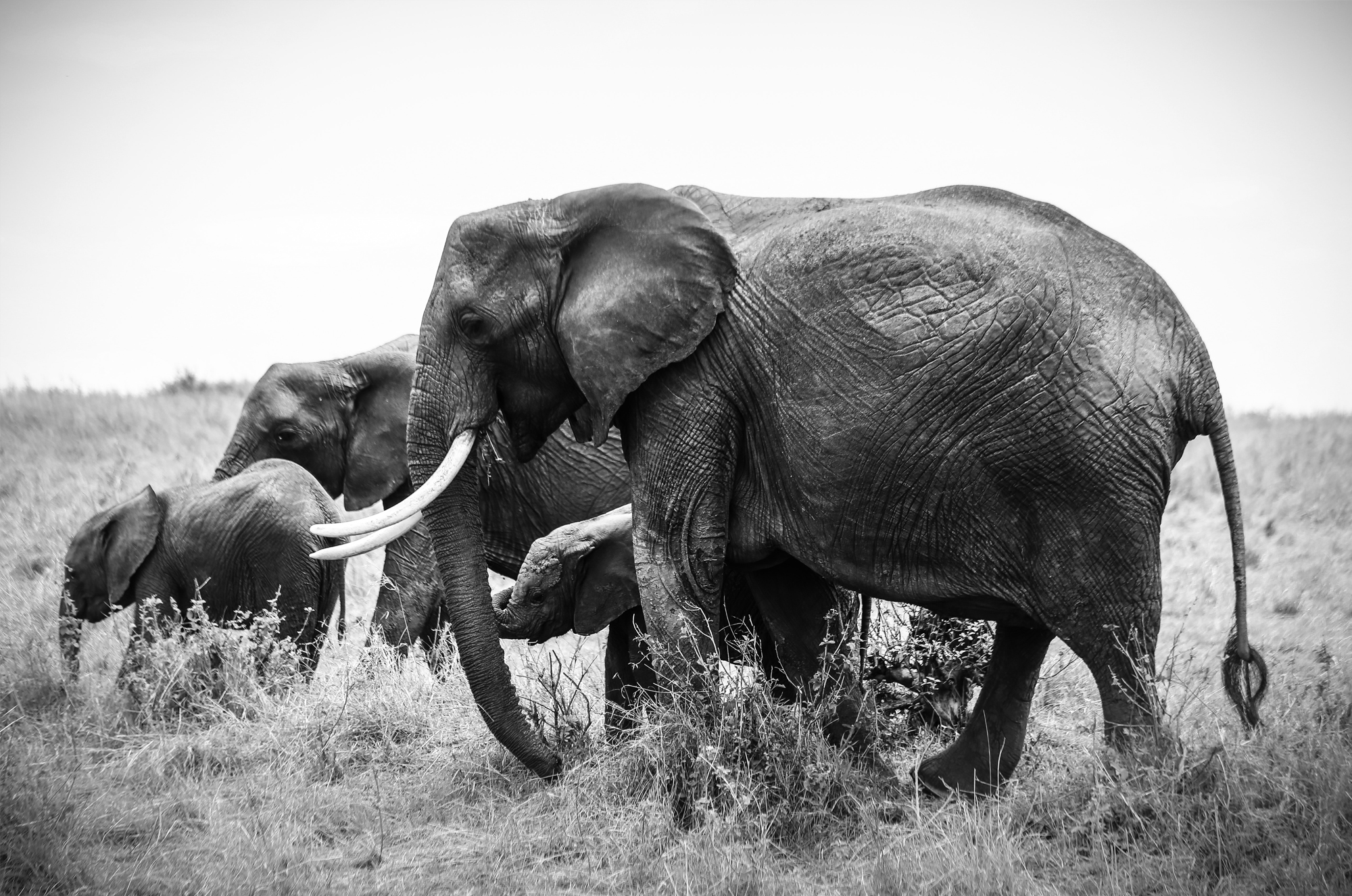 Breaking the deadlock on ivory